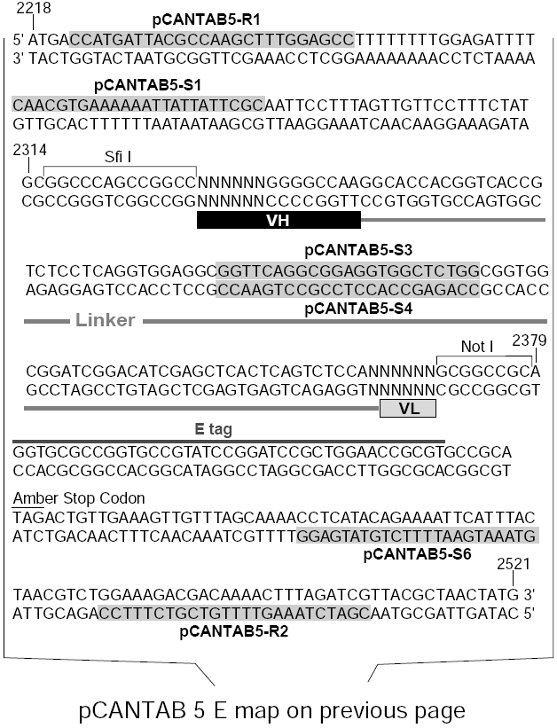 pCantab 5E多克隆位点 点击看大图 pCantab 5E多克隆位点
